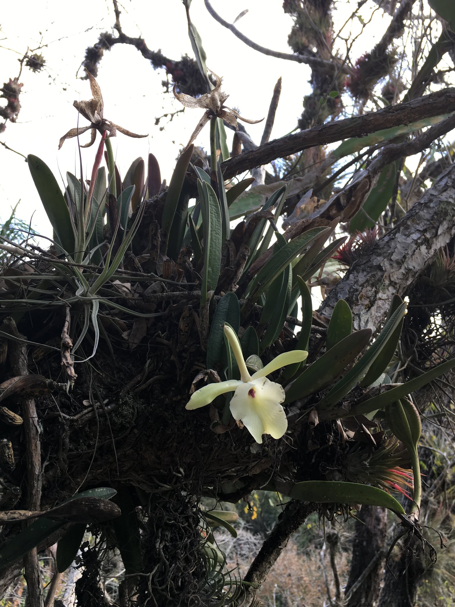 Rhyncholaelia glauca